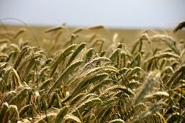 MOISSON 2016 : TOUS SUR LA PAILLE D'UNE AGRICULTURE QUI A ATTEINT SUR LES LIMITES. Une contribution pertinente de Pierre MABIRE, reporter photographe indépendant.